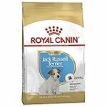 Cachorros Jack Russell