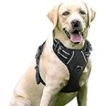 Arn√©s Para Perros Originales